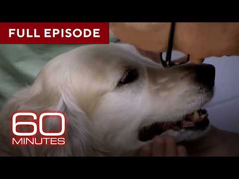 Stories About Dogs | 60 Minutes Full Episodes