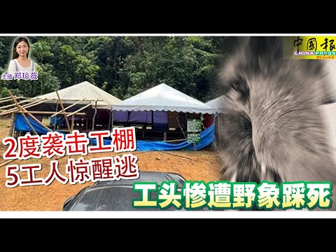 新闻抢鲜报｜2025-10-31 —— 2度袭击工棚 5工人惊醒逃 工头惨遭野象踩死 ● 搭客竟是劫匪 致伤Grab司机还抢车