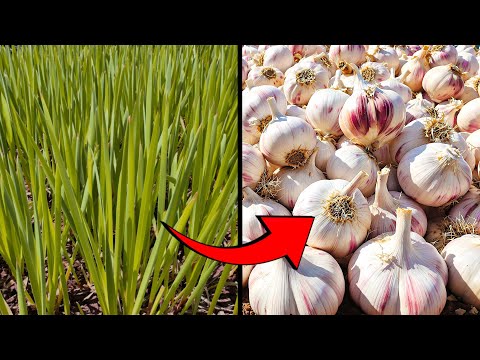 How to Grow Tons of Huge Garlic Bulbs - Do This For Endless Harvest!