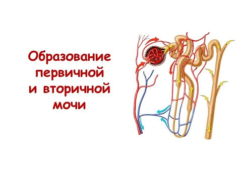 Образование первичной и вторичной мочи