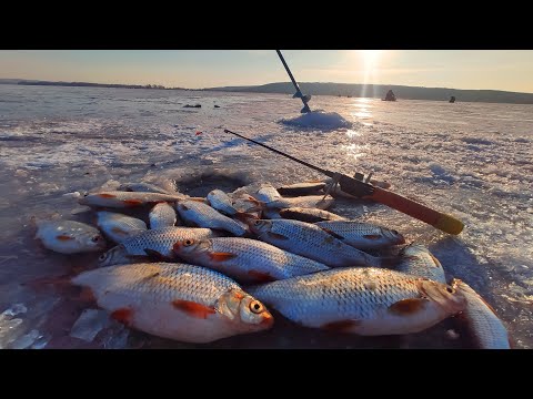 За КРУПНОЮ ПЛОТВОЮ р. Дніпро затока Мідяне. Рибалка на плотву.