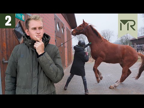 DANGER when tying up - PROBLEM HORSES Episode 2