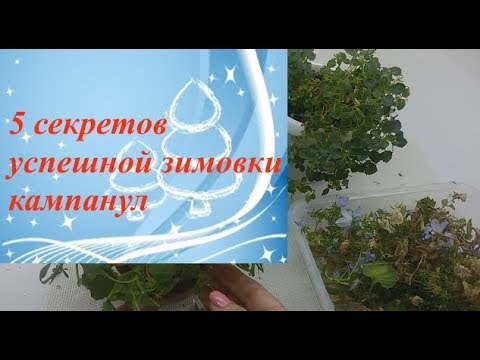 Кампанула: 5 секретов успешной зимовки