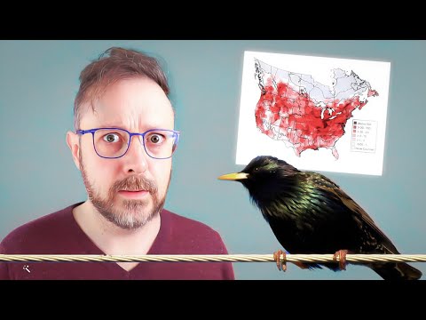 Let's Talk About America's Starling Problem