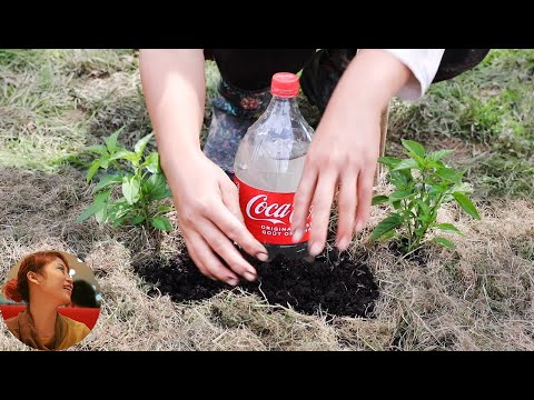 45 mind-blowing gardening tips｜Saving money and time ｜Self-sufficiency is so easy