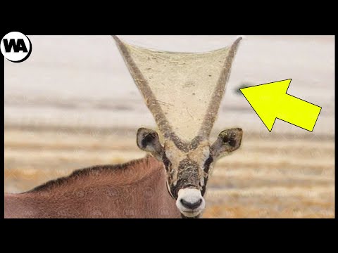 Паук, Который Шокировал Всех