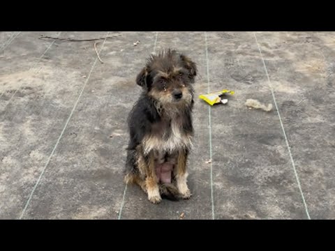 Skinny body, mother tries to patiently sit in front of the tree shop begging for help for 5 children