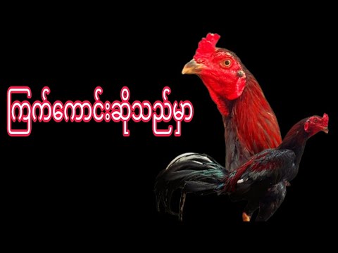 ကြက်ကောင်းဆိုသည်မှာ      