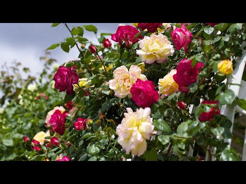 КАК ДОБИТЬСЯ ОБИЛЬНОГО ЦВЕТЕНИЯ В РОЗАХ?