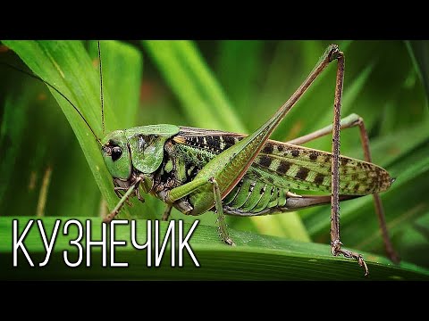 Grasshopper: Night Fiddler | Interesting facts about insects
