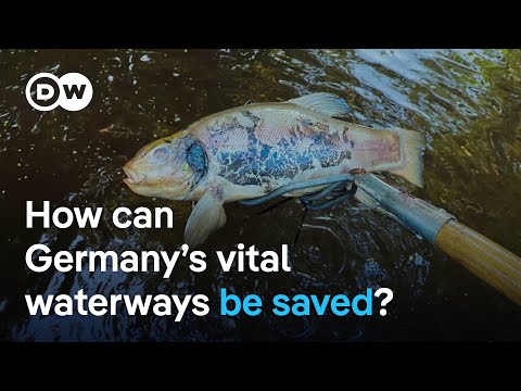 Germany’s rivers are dying - Pollution, extinction and the fight for clean water | DW Documentary