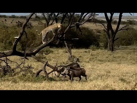 Leopard kills a piglet and has to deal with the parents