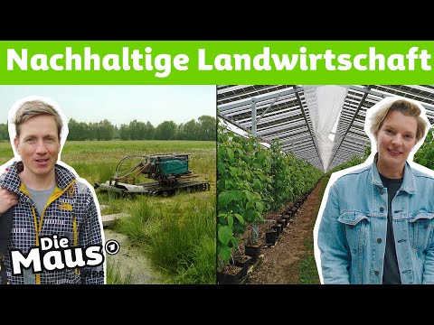 So wichtig ist der Erhalt der Moore | DieMaus | WDR