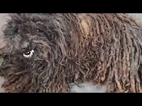 Incredible Grooming Makeover! Neglected Dog's Coat Infested With Worms & Fleas #rescuedog