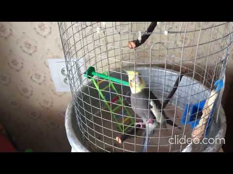 Корелла Арчик наказан... #корелла #говорящийпопугай