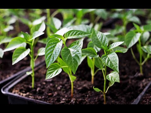 ПЕРЕЦЬ ВІД ПОСІВУ ДО ВИСАДКИ У ГРУНТ