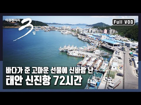 [다큐3일★풀버전] 동해 대표선수가 서해에 떴다? "왔다! 오징어 - 태안 신진항 72시간"  (KBS 20150913 방송)