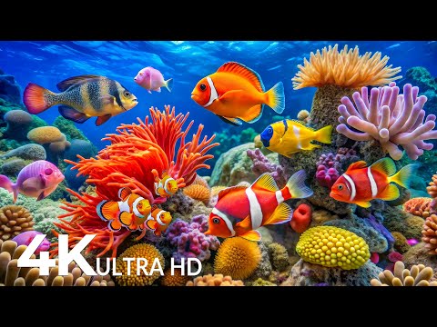 DREAM AQUARIUM 4K - Marine Life, Sea Animals and Coral Reef - Fish Tank Sounds for Deep Sleep #10