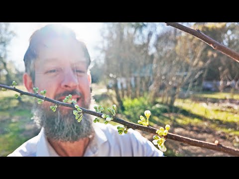 Make Your Food Forest Grow FAST