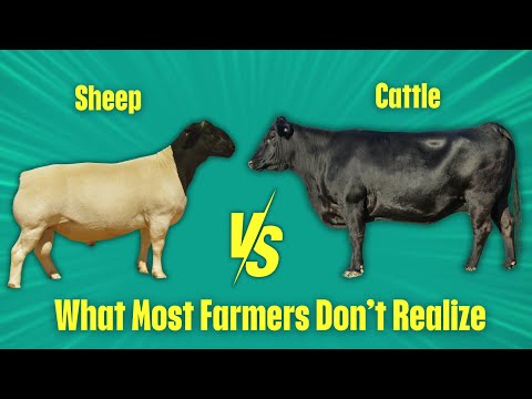 Cattle vs. Sheep: Which Makes More Money?