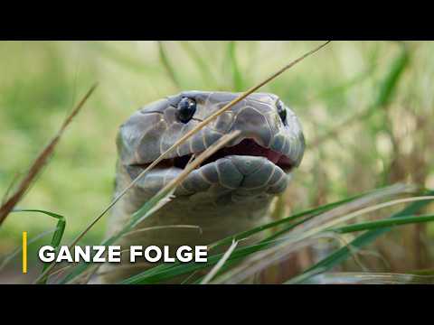 Räuber der Feuchtgebiete: Australiens furchterregendste Jäger | Tödliche Tiere Australiens 102