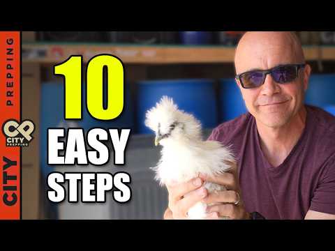How to Raise Baby Chicks – A Beginner’s Guide to Backyard Chickens