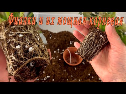 Фиалки. Мощная корневая