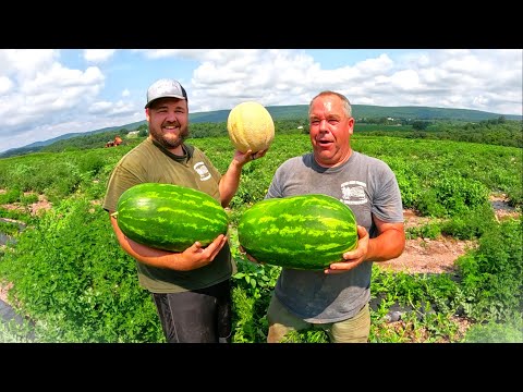 Adding something NEW to harvest