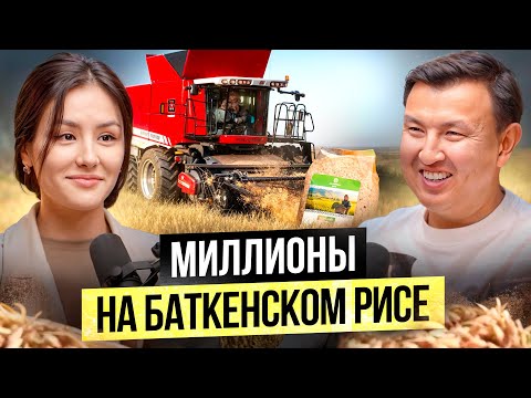 Баткенский рис лучше Ташкентского? — Сколько приносит производство риса в Баткене?