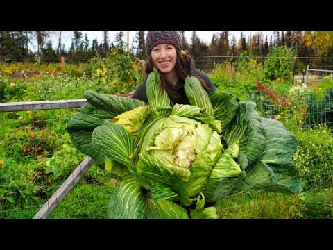 Harvest and Preserve Cabbage | Canned Coleslaw + Sauerkraut