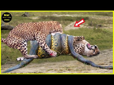 50 Animals That Saved Other Animals - Hero Animals That Saved Human Lives #51 | Best moment of 2025!