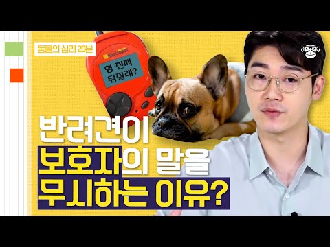 (20분) '우리 멍멍이가 저를 무시해요..' 반려견과 올바르게 소통하고 반려견의 리더가 되는 A to Z!🐕‍🦺📣 | 사피엔스 월요특강