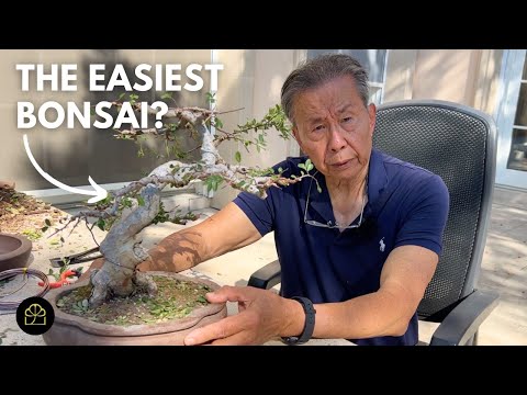 The BEST Starter Material for Bonsai Beginners