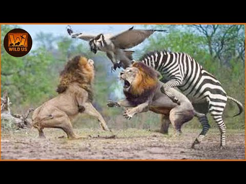 When the Hunters Become the Hunted | What Happens Next?