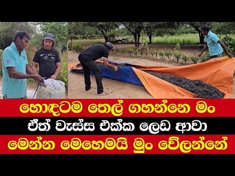 හොඳටම තෙල් ගහන්නෙ මං | ඒත් වැස්ස එක්ක ලෙඩ ආවා | මෙන්න මෙහෙමයි මුං වේලන්නේ