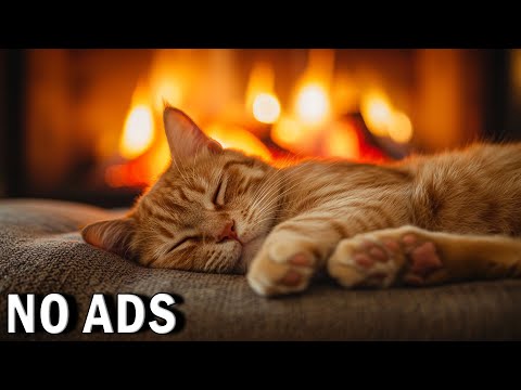 1 Hour of Calming Cat Music 🎵 Reduce Stress and Promote Deep Sleep 💤🐾