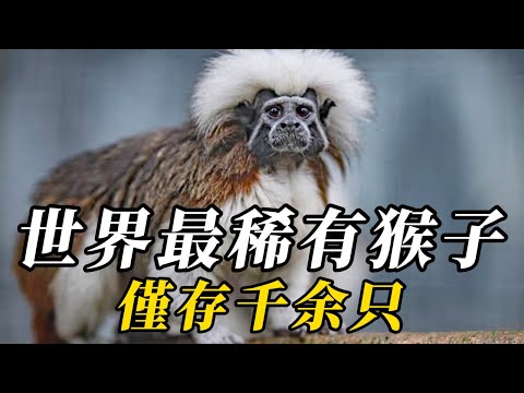 全世界最稀有的10種猴子，第八名顛覆人類認知！第壹名拼命繁殖卻擺脫不掉瀕危命運！#动物 #animals #百科密码 #科普 #野生动物 #知识渊博
