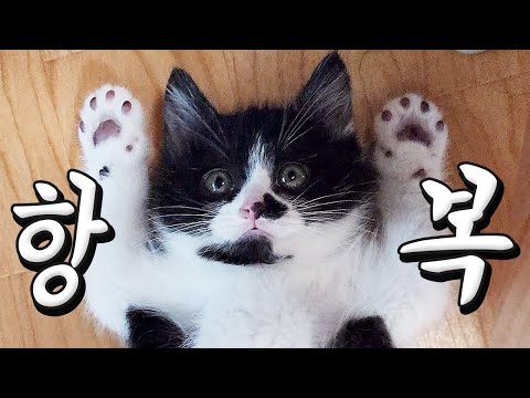 나는 용맹한 고양이..지만 항복이다냥.. 그리고 오랜만에 만난 우리동네 길고양이는 누구...? #길냥이 #길고양이구조 #아기고양이 #고양이