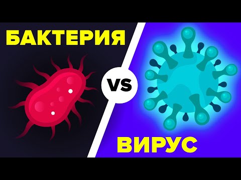 Вирус и бактерия. В чём же разница?
