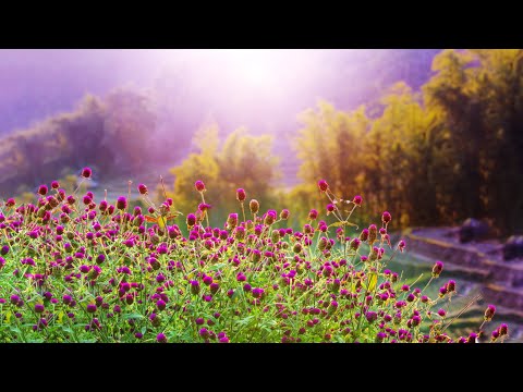 10 Hours of Relaxing Music - Sleep Music, Piano Music for Stress Relief, Sleeping Music (Dylan)