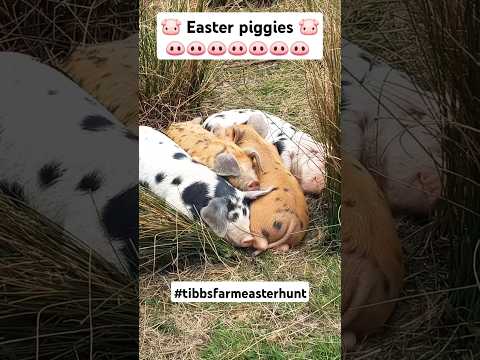 Easter Piggies  🐷 🐽🐷🐽🐷🐽🐷🐽🐷🐽🐷🐽🐷🐽🐷🐽 #pigs #cute