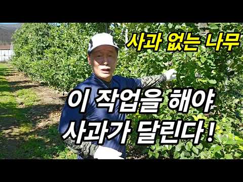 사과 없는 나무, 이 작업을 해야 사과가 달린다 !