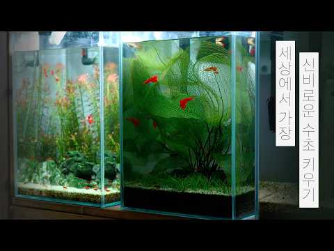초보도 키우기 쉬운 레이스플랜츠 물멍 How to Set Up a Lace Plant Tank MulMung