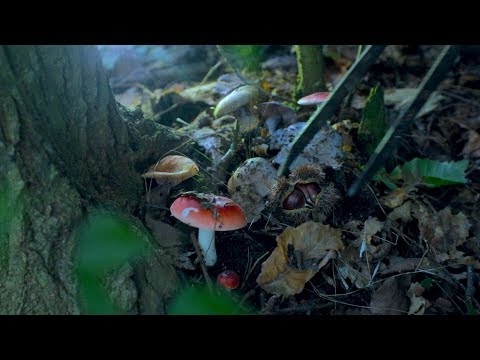 Autumn is the home of nuts，Chinese chestnut is sweet! 秋天就是坚果的主场呀~板栗甜，橡果香！| Liziqi Channel