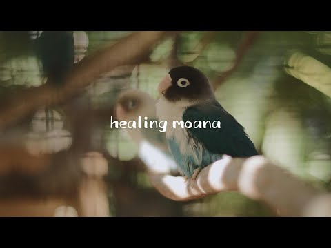 🦜 앵무새를 위한 8시간 수면 음악 | 스트레스 해소 & 에너지 정화 | 편안하고 안정적인 명상 음악ㅣ반려동물과 반려인을 위한 휴식