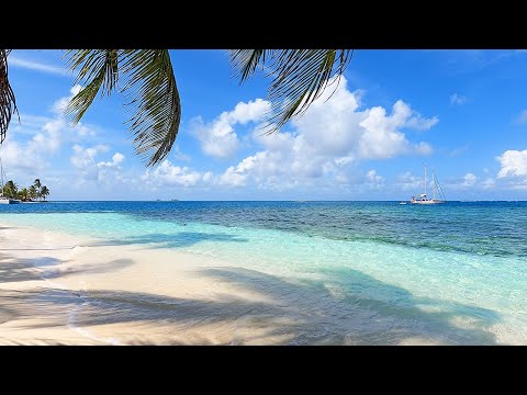 Palm Calm From an Island in Panama