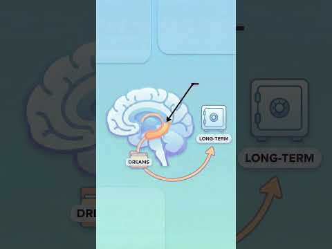 Your Dreams Are Deleted Every Morning