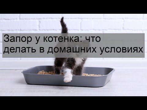 Запор у котенка: что делать в домашних условиях
