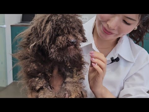 [재능기부]지인의 창고에 버려진 노견 누더기푸들..[Talent Donation] Old dog rags abandoned in the warehouse..