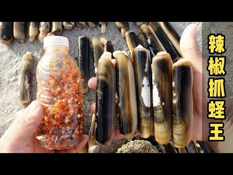 《环球探海记》阿曼 第44天：首次挑战用辣椒水抓大蛏王，结果惊人       #真实赶海记录#环球赶海旅行#抓蛏子